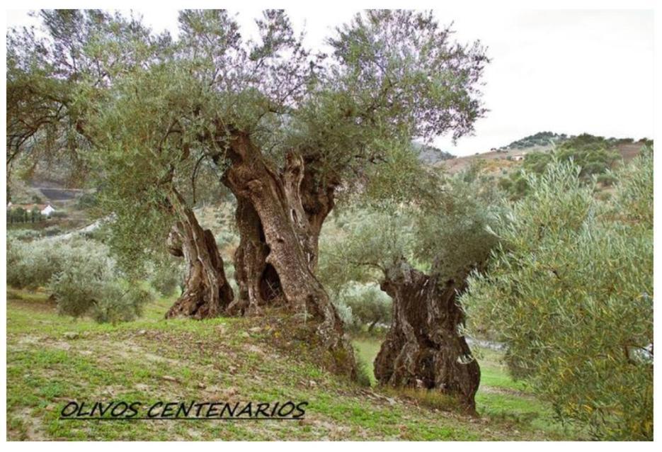 Villa Montiel Málaga Esterno foto